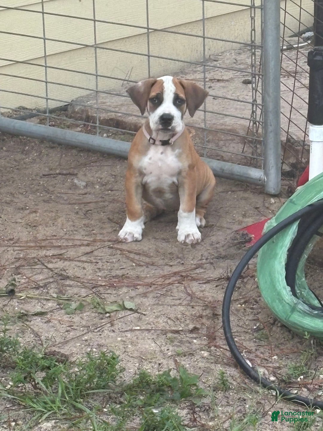 South African Boerboels dogs for sale: Bray - Image 3