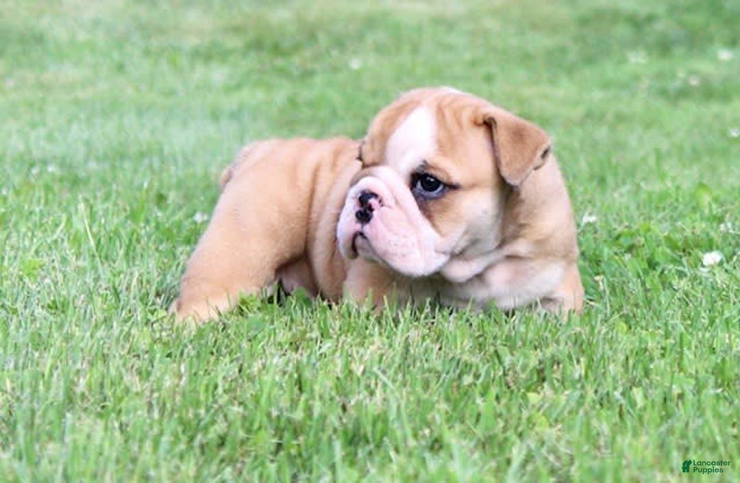 English Bulldog dogs for sale: Wyatt - Image 1