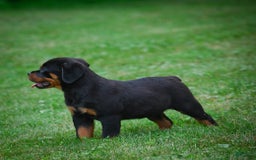 Rottweiler dogs for sale: Bella - Image 7