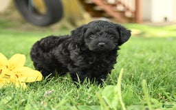 Yorkiepoo dogs for sale: Cedar - Image 3