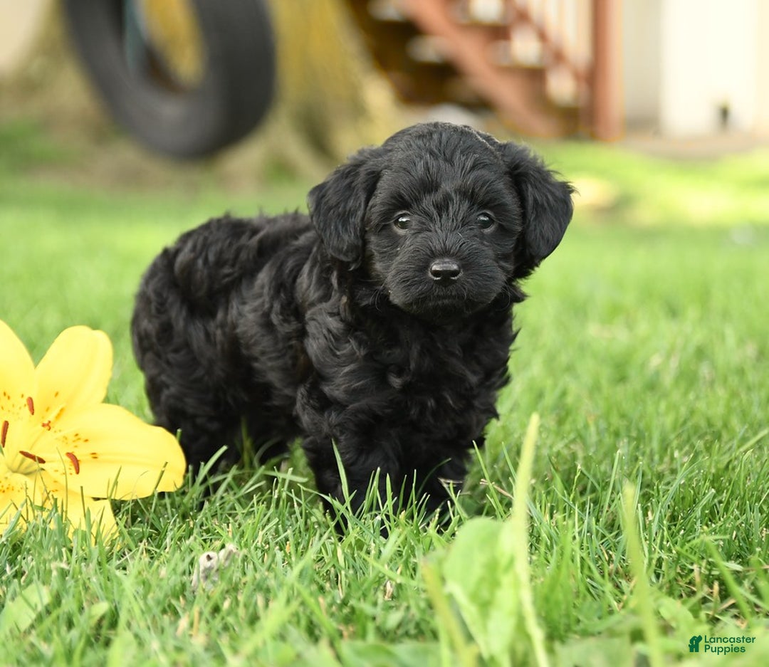 Yorkiepoo dogs for sale: Cedar - Image 3