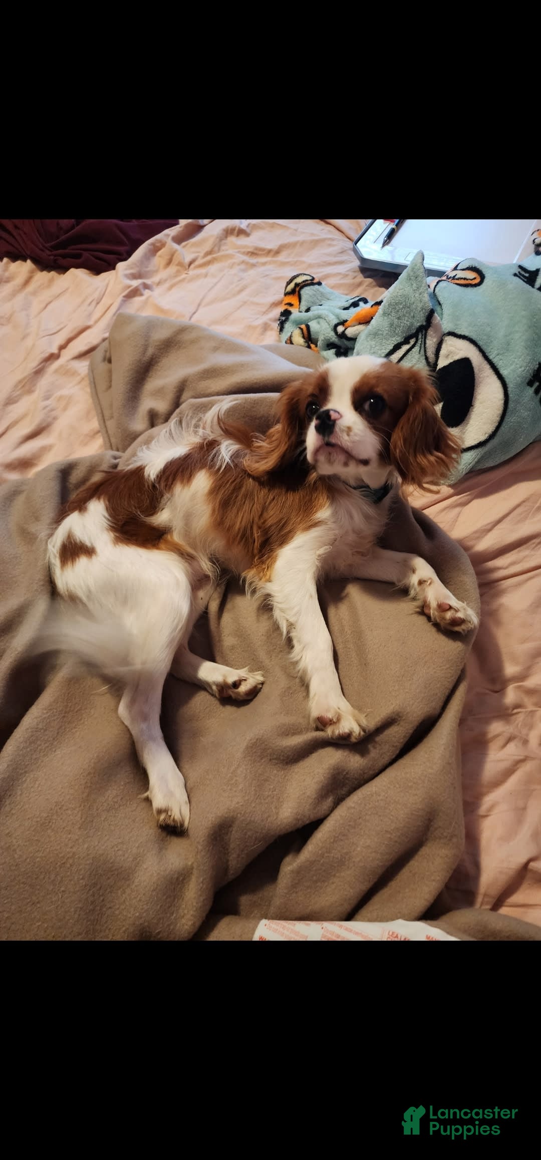 Cavalier King Charles Spaniel dogs for sale: Chip - Image 4