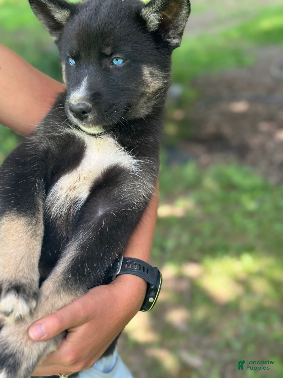 Gerberian Shepsky dogs for sale: Pixy - Image 19