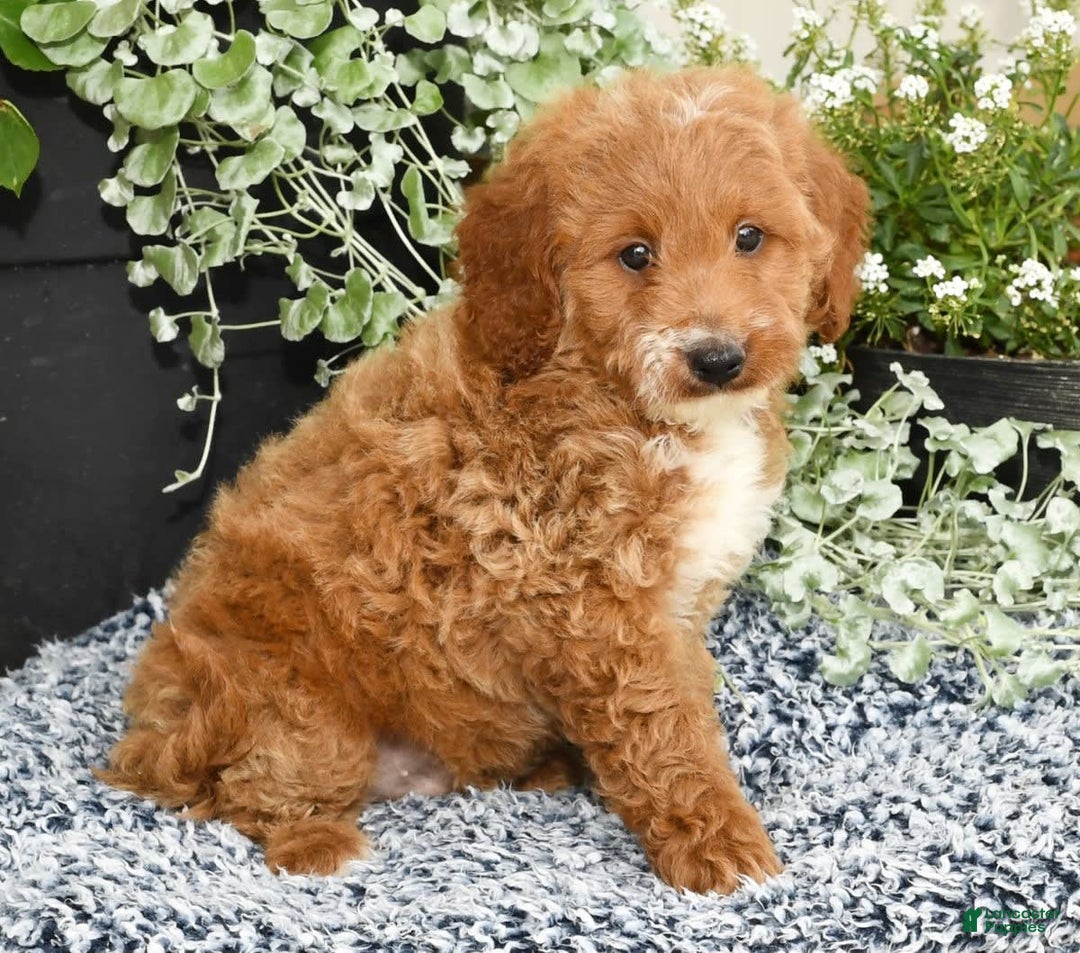 Mini Goldendoodle dogs for sale: Quinn - Image 8
