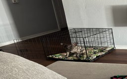 French Bulldog dogs for sale: Milo - Image 2
