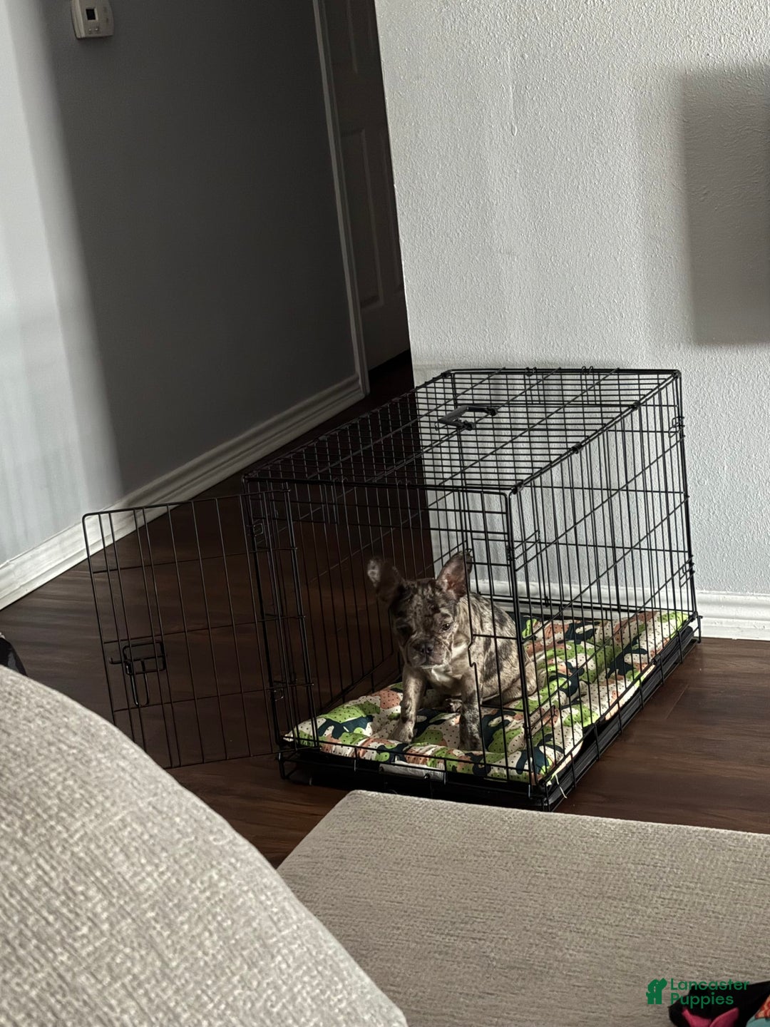French Bulldog dogs for sale: Milo - Image 2