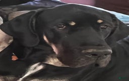 Great Dane dogs for stud: Magnum - Image 1