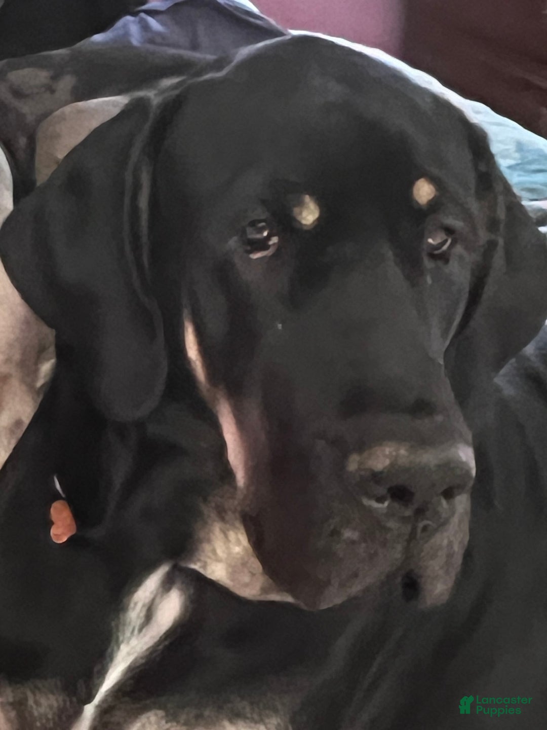 Great Dane dogs for stud: Magnum - Image 1
