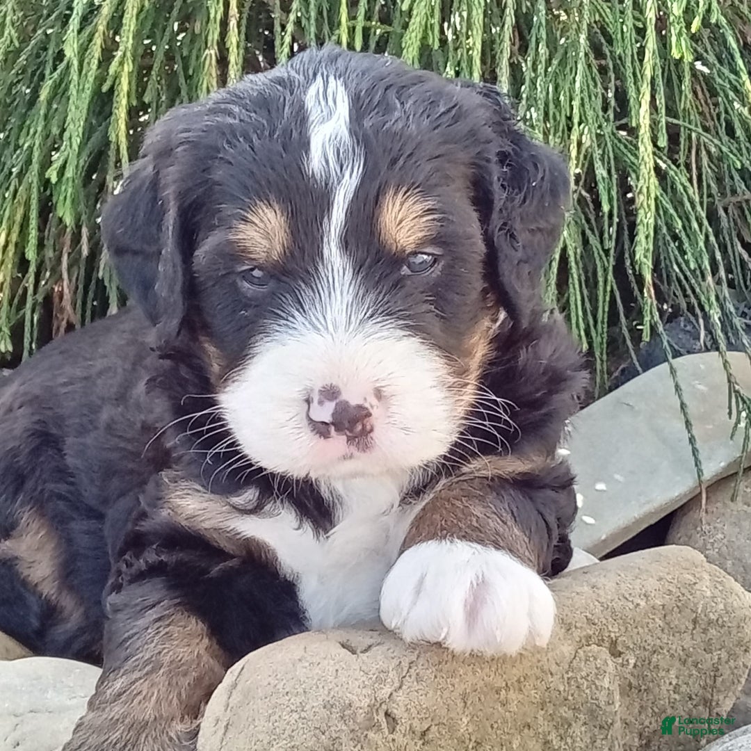 Mini Bernedoodle dogs for sale: Shiloh - Image 28