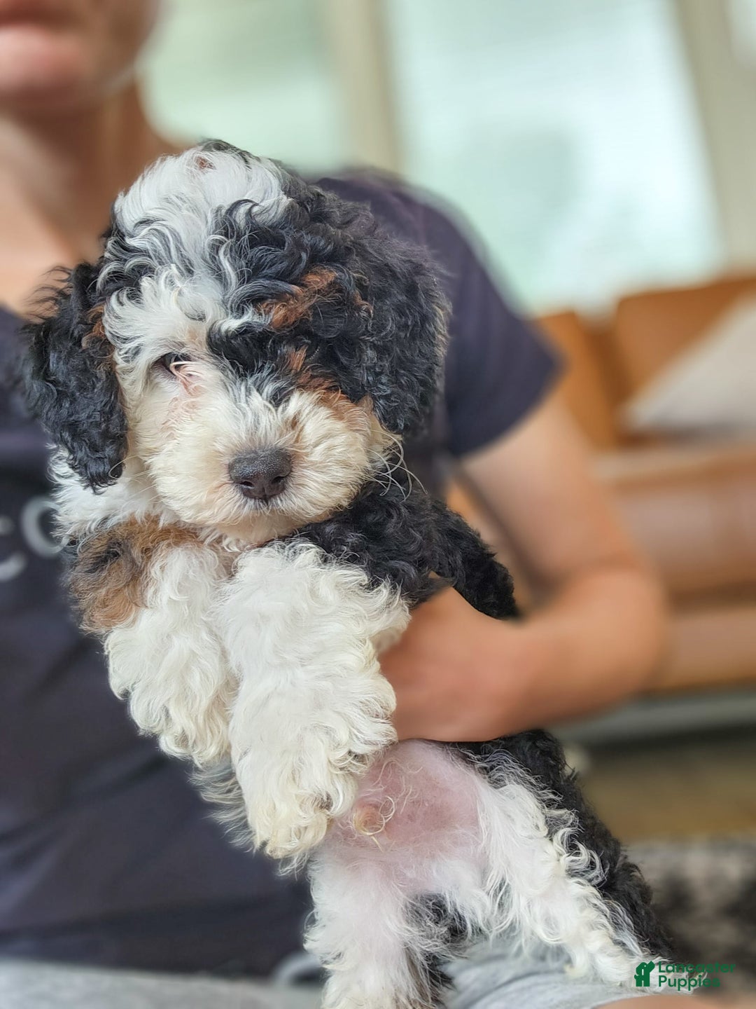 Mini Bernedoodle dogs for sale: Weber - Image 8