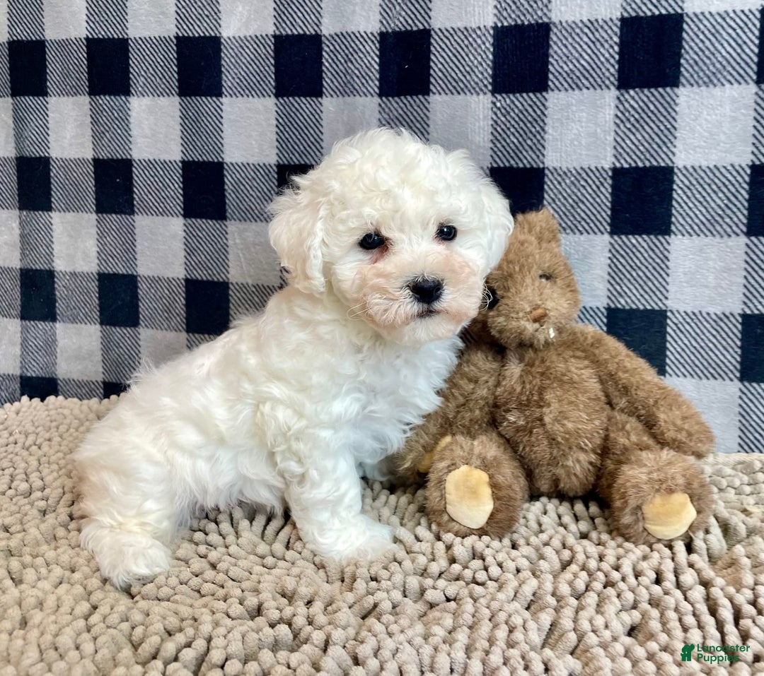 Bichon Frise dogs for sale: Barney - Image 5