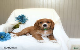 Miniature Golden Retriever dogs for sale: Rache - Image 1