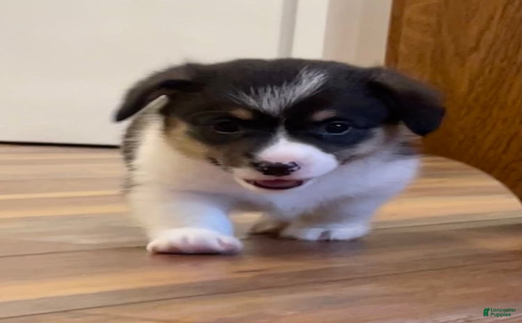 Welsh Corgi Pembroke dogs for sale - Ad 1