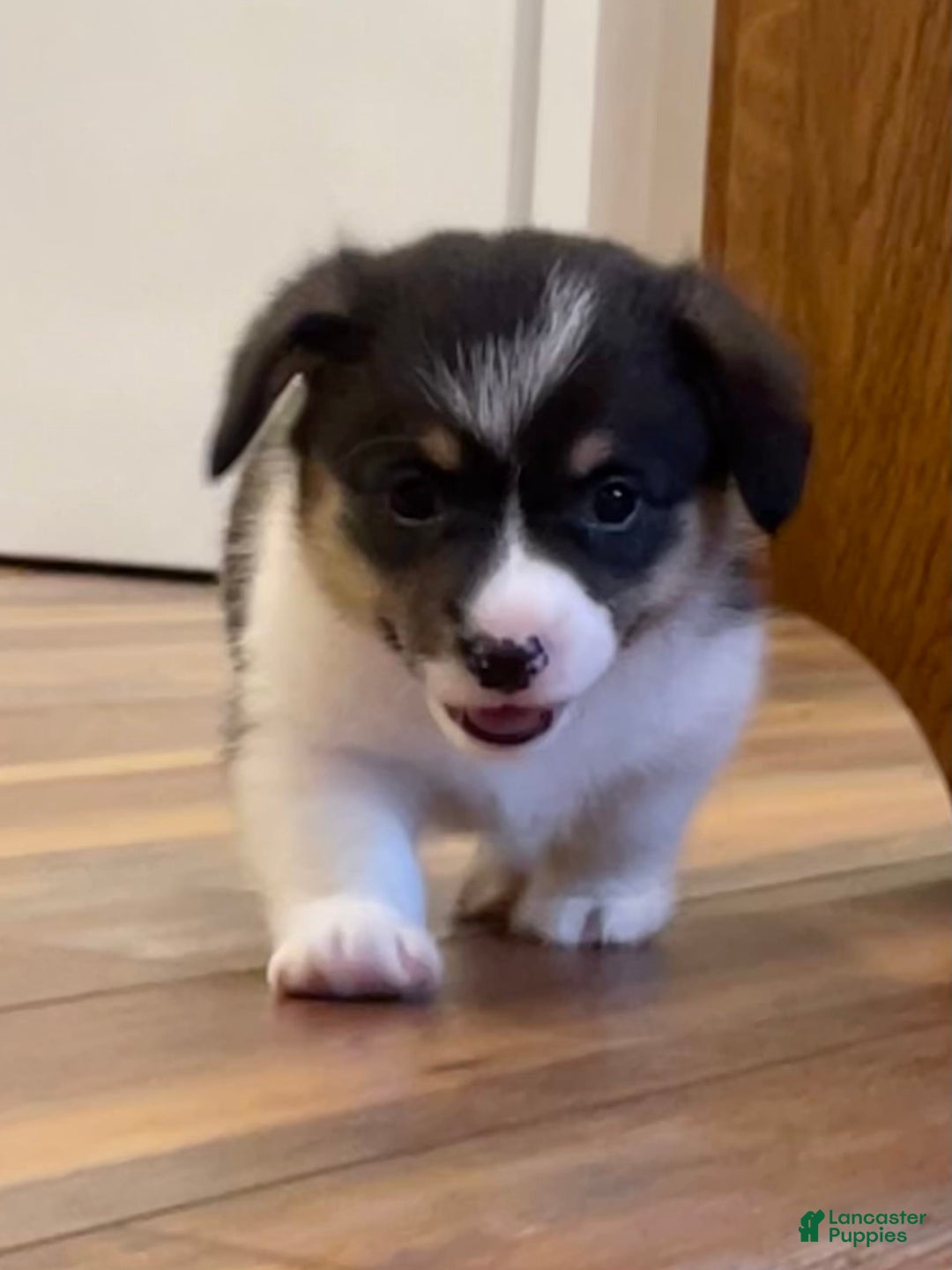 Welsh Corgi Pembroke dogs for sale: Jimmy - Image 1