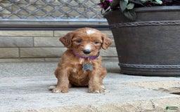 Goldendoodle dogs for sale: Layla - Image 1