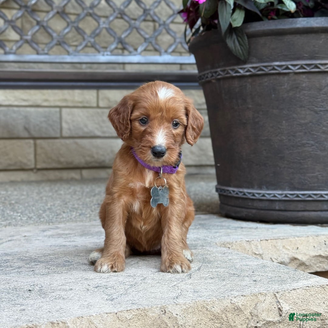 Goldendoodle dogs for sale: Layla - Image 1