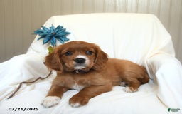 Miniature Golden Retriever dogs for sale: Riley - Image 3