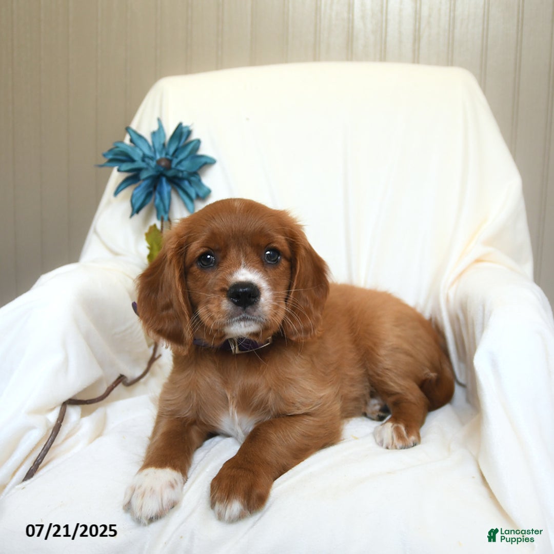 Miniature Golden Retriever dogs for sale: Riley - Image 3