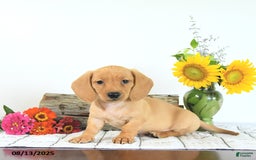 Miniature Dachshund dogs for sale: Mack - Image 2