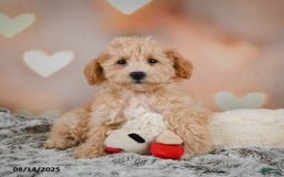 Bichpoo dogs for sale: Jenny - Image 2