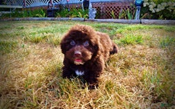 Havapoo dogs for sale: Jesse - Image 3