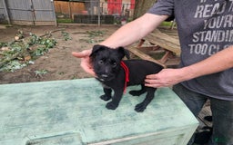 Belgian Malinois dogs for sale: Boy 1 - Image 2