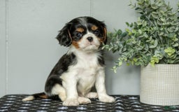 Cavalier King Charles Spaniel dogs for sale: Lester - Image 4