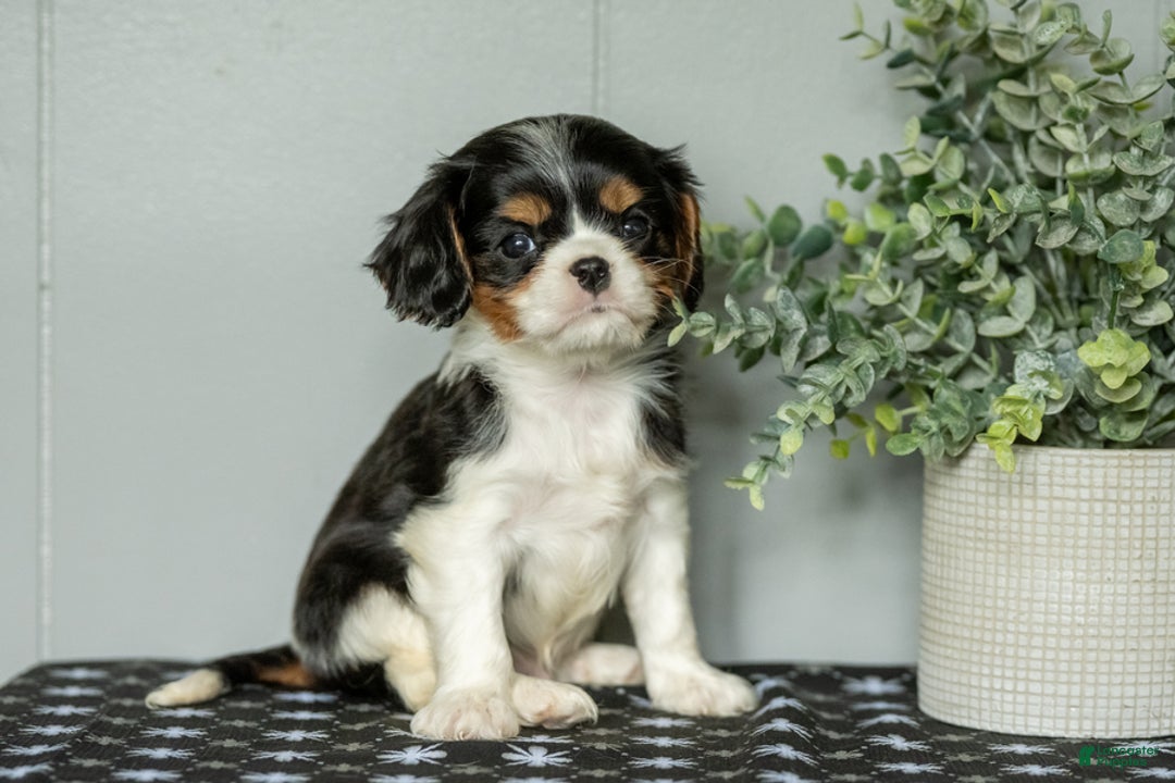 Cavalier King Charles Spaniel dogs for sale: Lester - Image 4