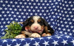 Bernese Mountain Dog dogs for sale: Fletcher - Image 6