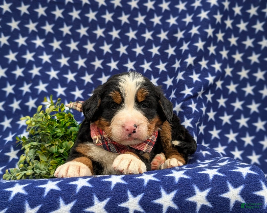 Bernese Mountain Dog dogs for sale: Fletcher - Image 6