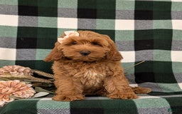 Cockapoo dogs for sale: Egypt - Image 6