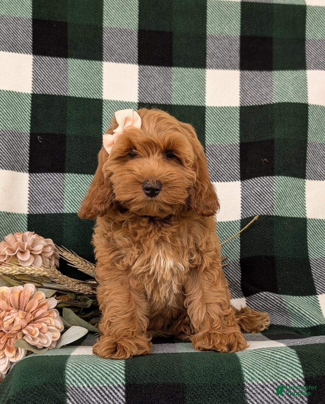 Cockapoo dogs for sale: Egypt - Image 6