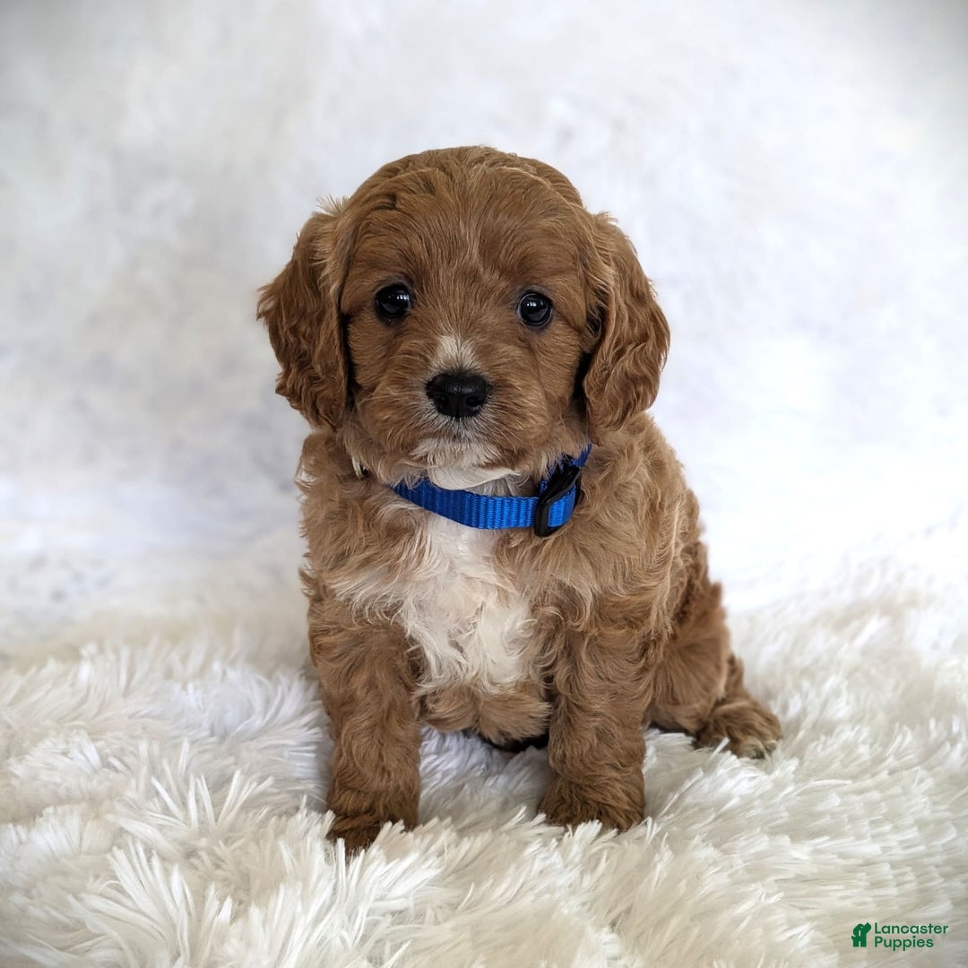 Cavapoo dogs for sale: Oscar - Image 5