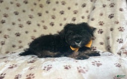 Miniature Schnauzer dogs for sale: Chaos - Image 9