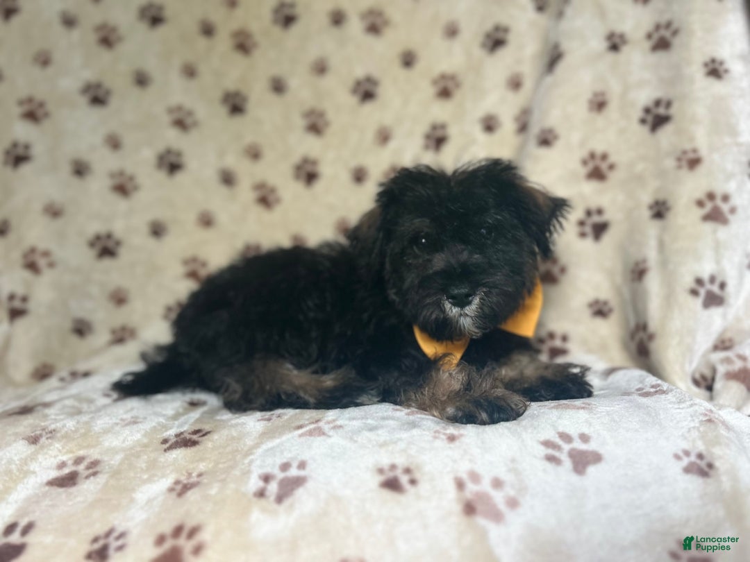 Miniature Schnauzer dogs for sale: Chaos - Image 9