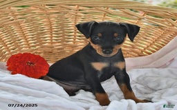 Miniature Pinscher dogs for sale: Teddy - Image 1