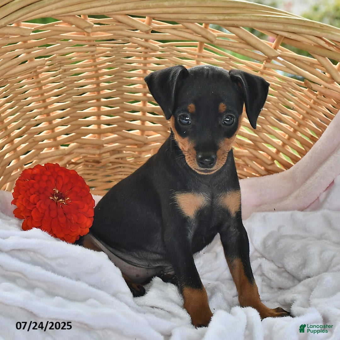 Miniature Pinscher dogs for sale: Teddy - Image 1