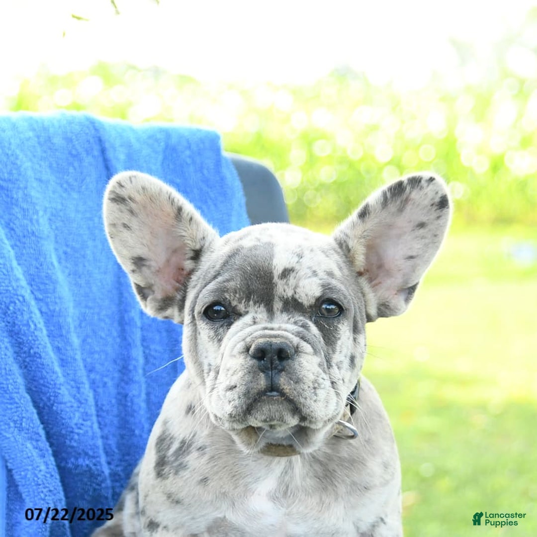 French Bulldog dogs for sale: Jemma - Image 3