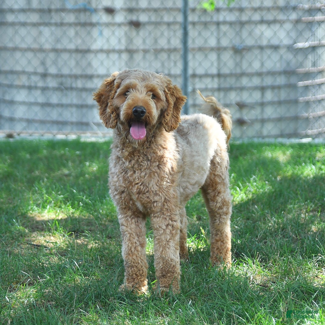 Irish Doodle dogs for sale: Ginger - Image 1