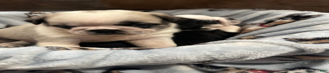 Spot