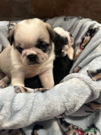 Pug dogs for sale - Ad 2