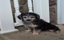 Yorkiepoo dogs for sale: Ken - Image 2