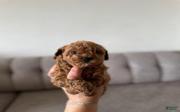 Toy Poodle dogs for sale: Daisy - Image 2