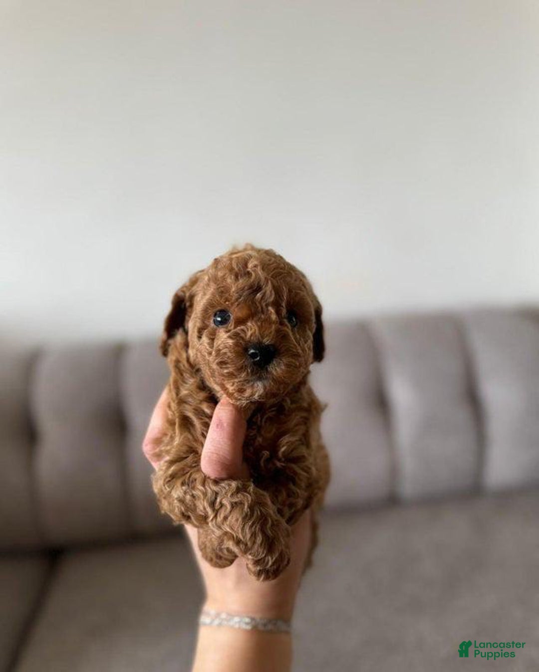 Toy Poodle dogs for sale: Daisy - Image 2