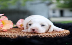 Miniature Dachshund dogs for sale: Sandi - Image 1