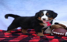 Bernese Mountain Dog dogs for sale: Sweetheart - Image 1