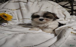 Morkie dogs for sale: Pokey - Image 3