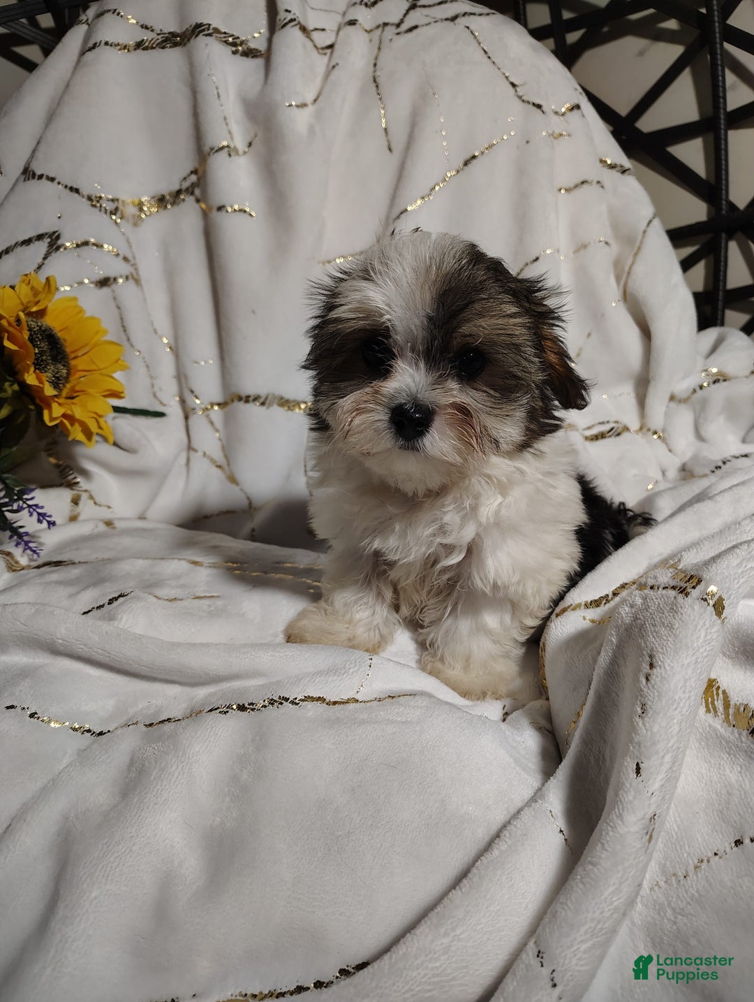 Morkie dogs for sale: Pokey - Image 3
