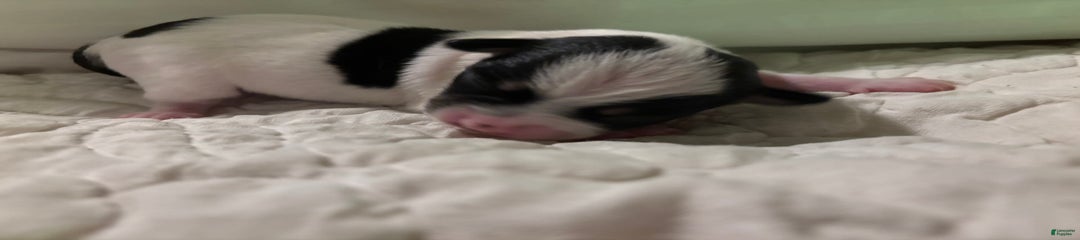Penny