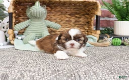 Shih Tzu dogs for sale: Blaze - Image 4